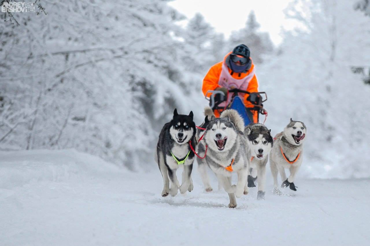 Питомник сибирских хаски «Стая Люпина»