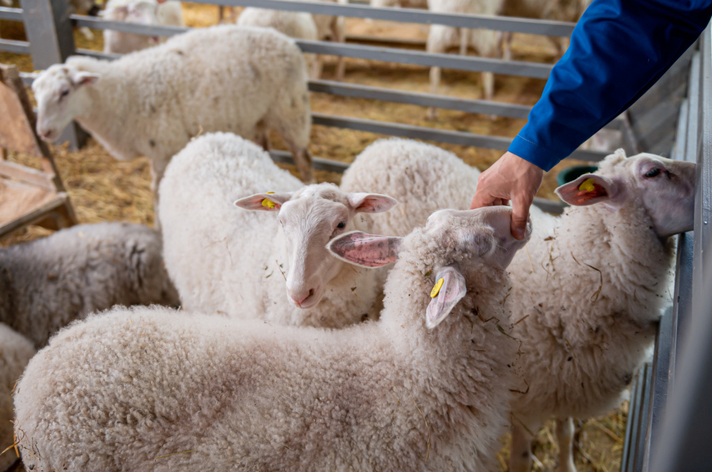 Истринская сыроварня Олега Сироты