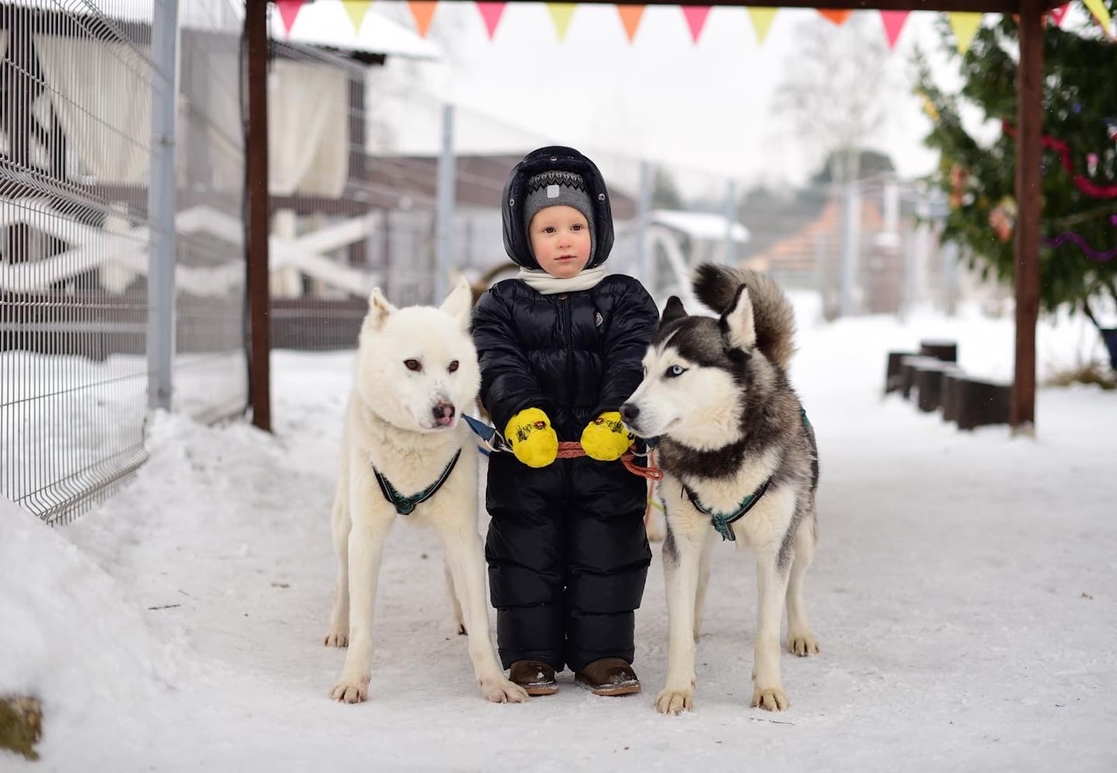 Этнопарк «Хаски Лэнд»