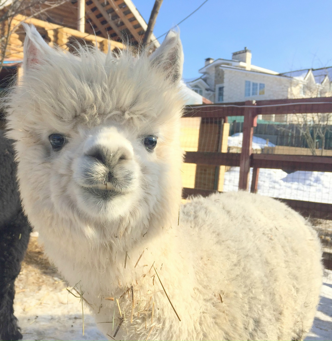 Ферма «Российские альпаки»