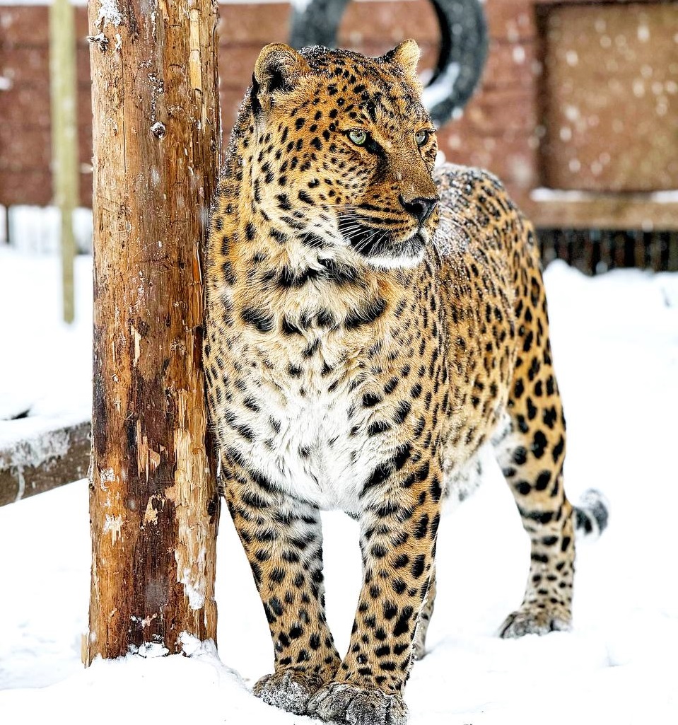 Парк львов «Земля Прайда»