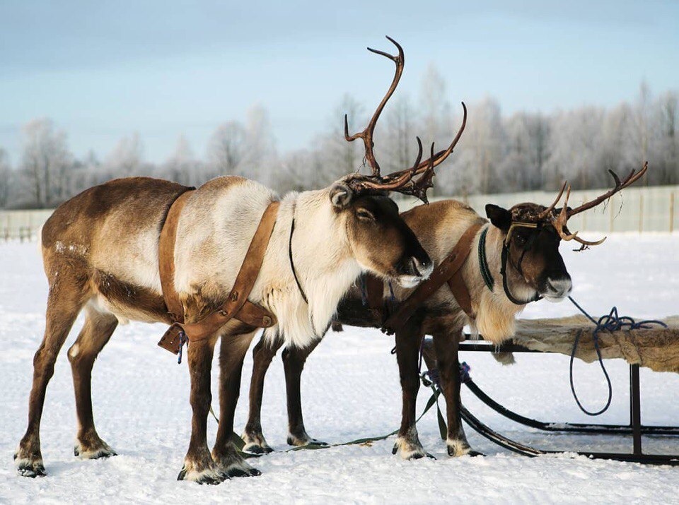 Оленья ферма «Северный олень»