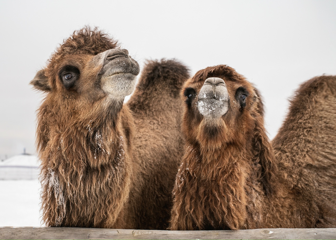 Этнопарк «Кочевник»
