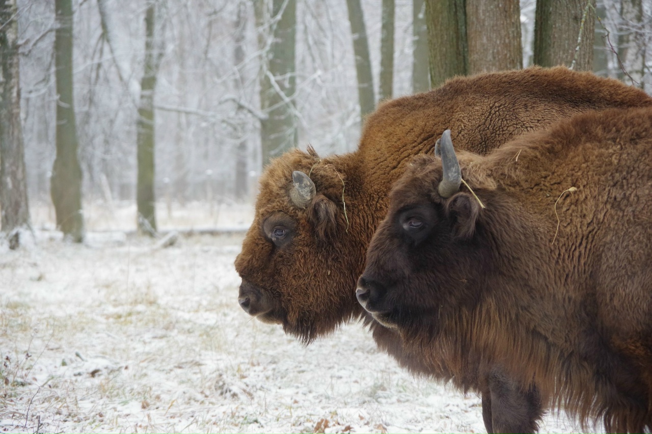 Приокско-Террасный природный заповедник