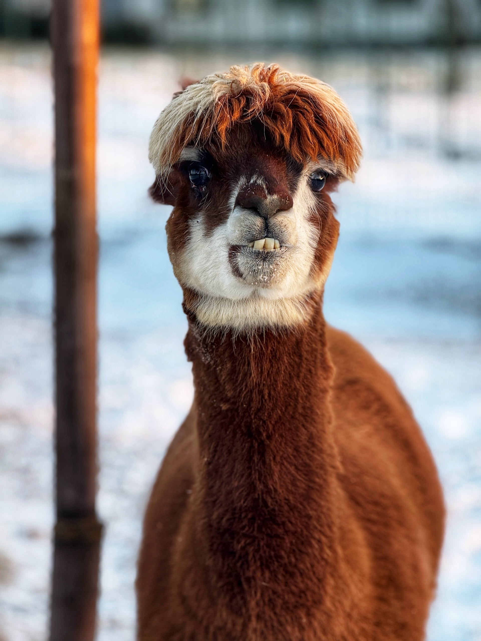 Ферма «Российские альпаки»