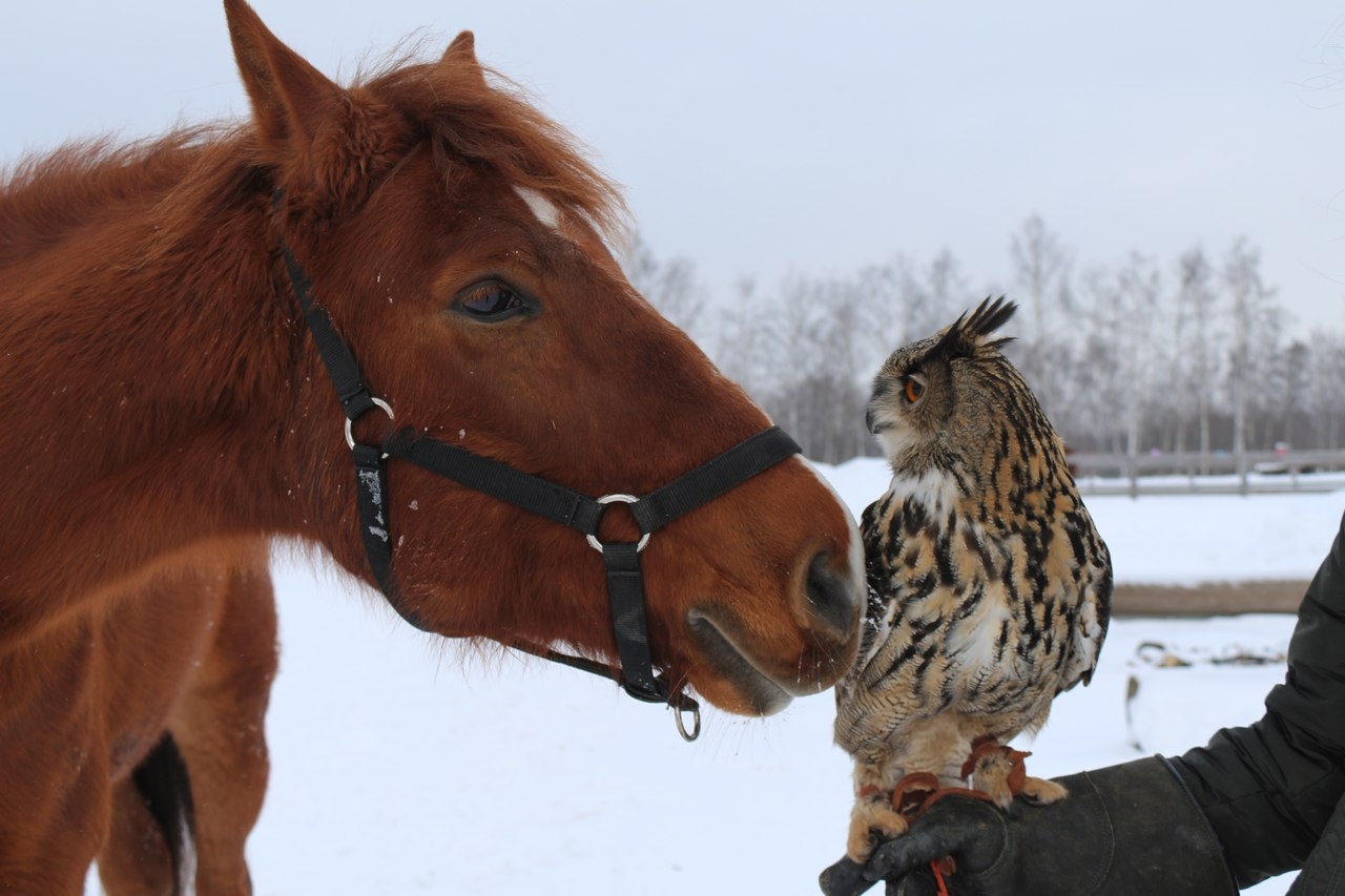 Центр соколиной охоты Константина Соколова