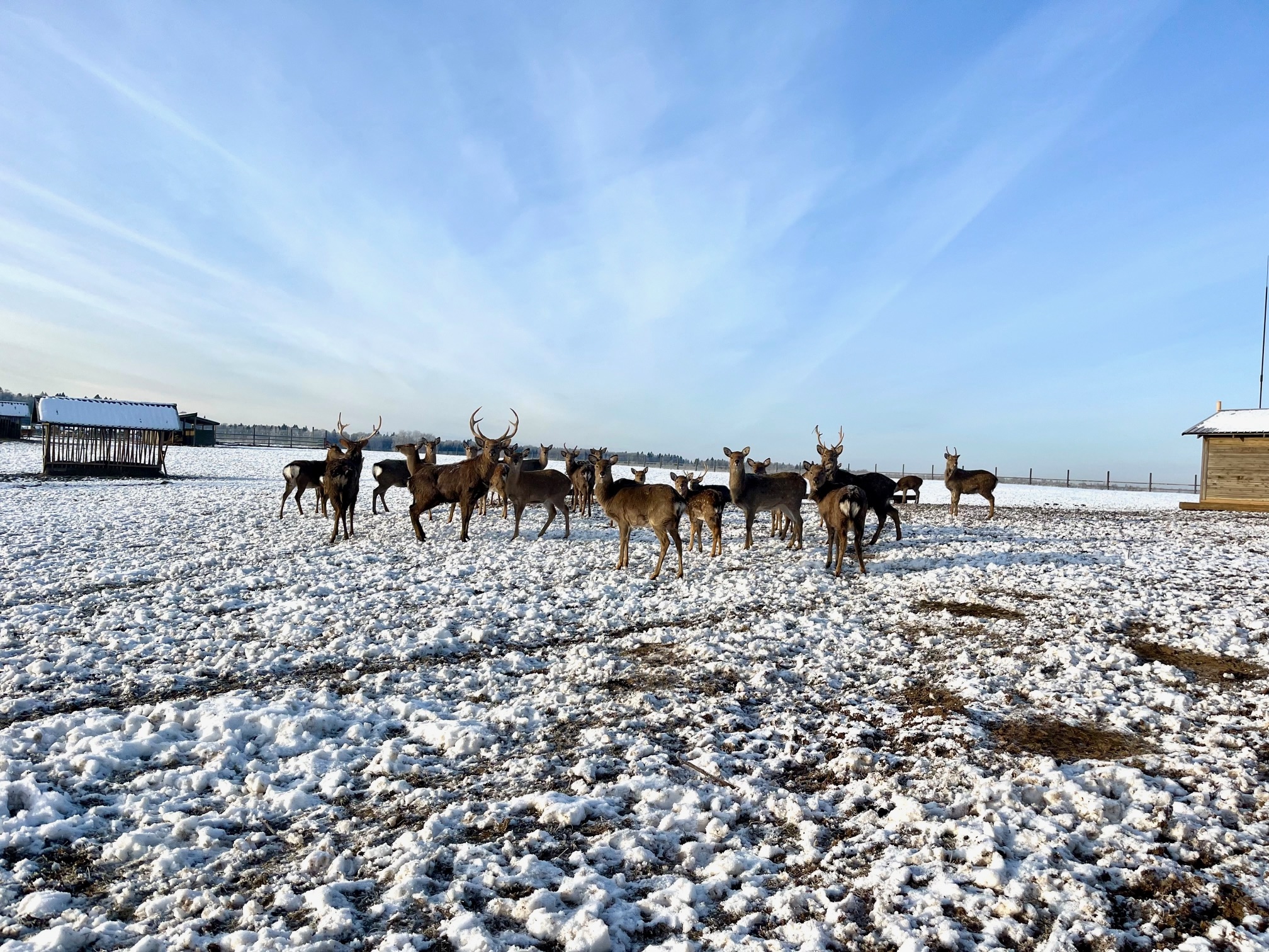 Оленья ферма «Львово»