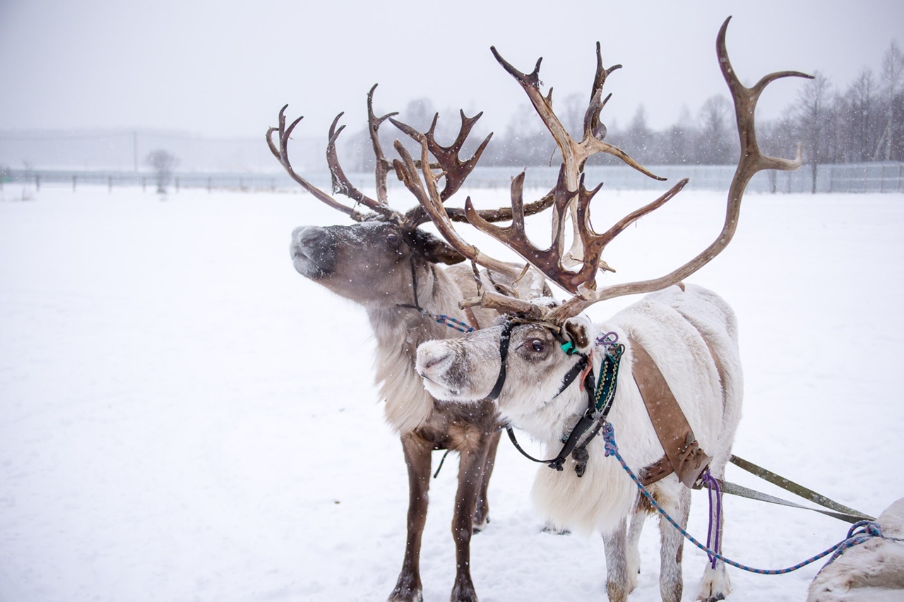 Семейная ферма «Северный олень»