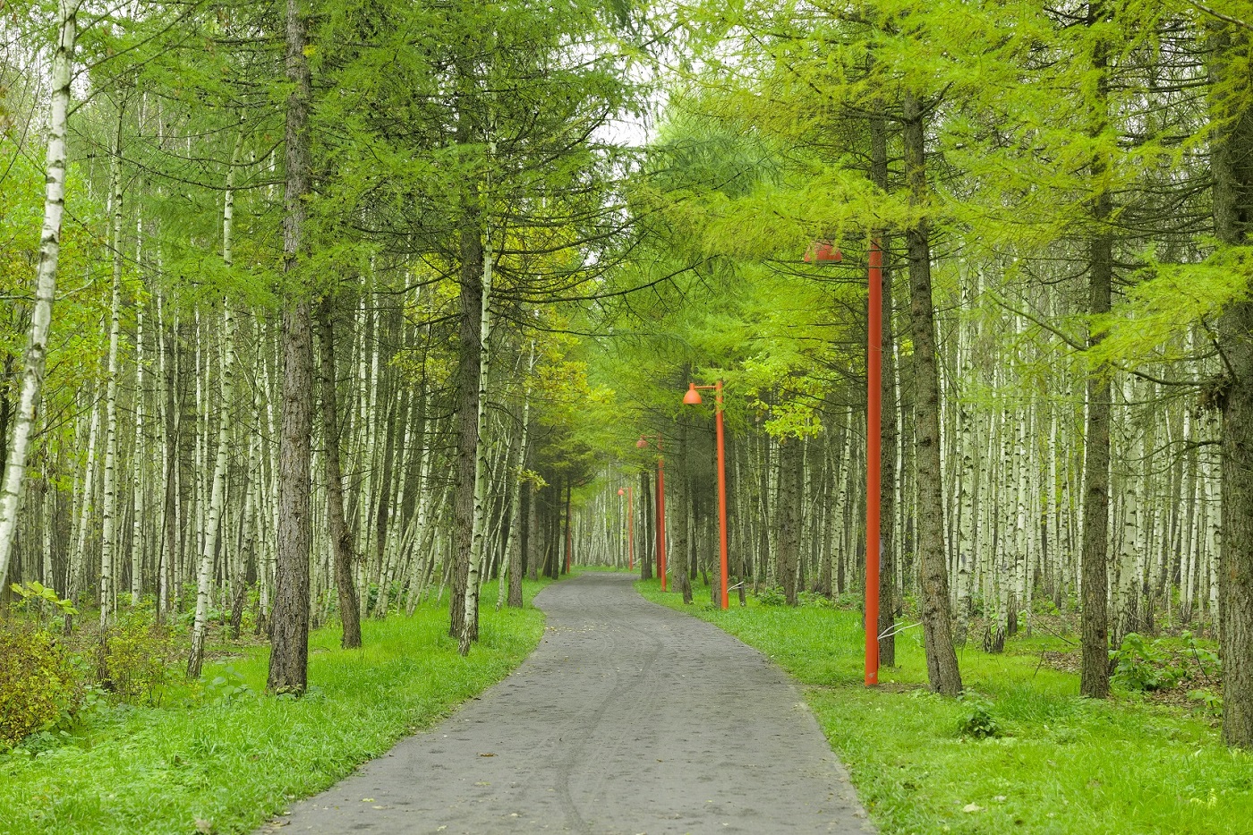 Вишняковский лесопарк (Балашиха)