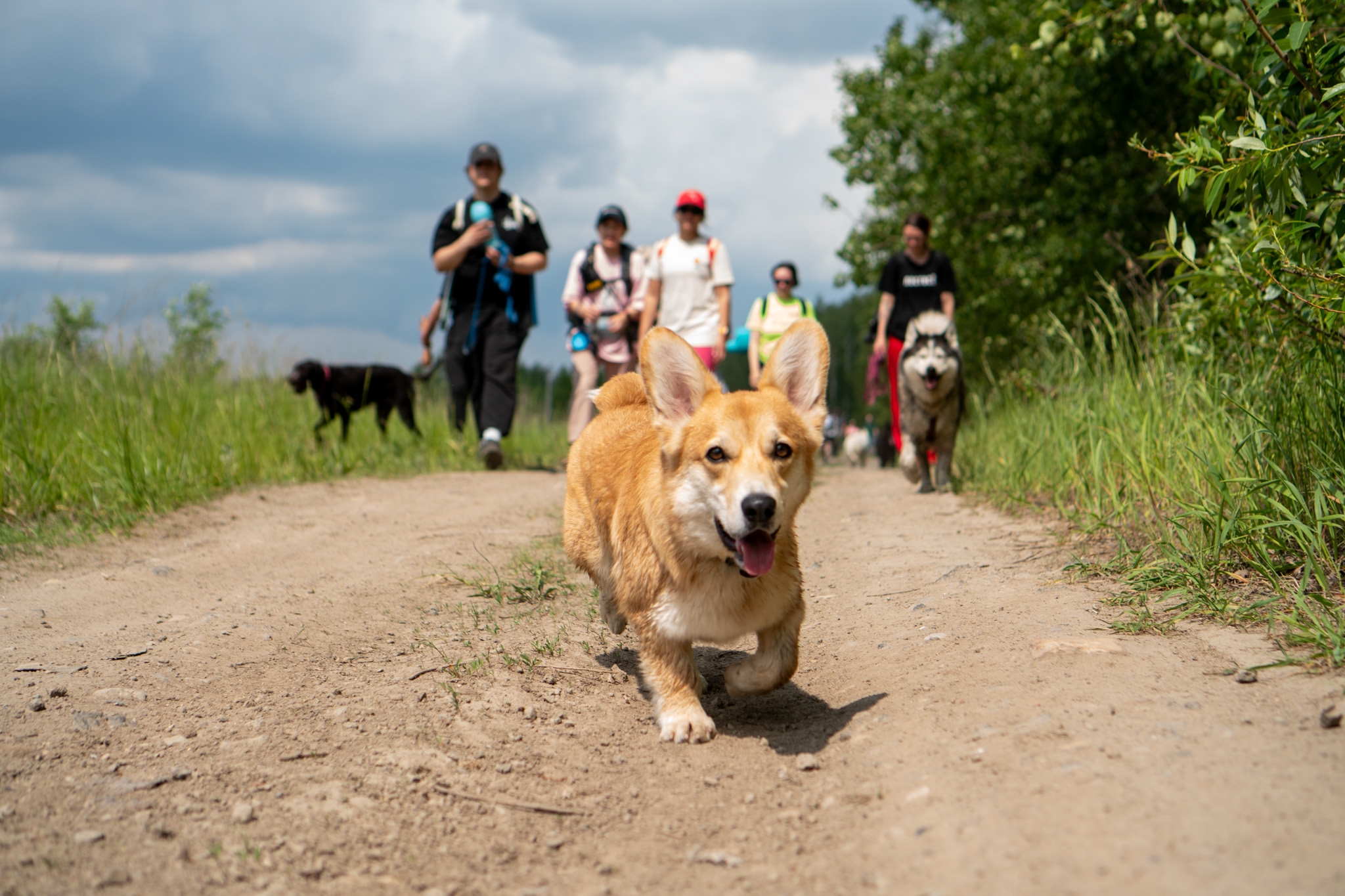 Travel Dog