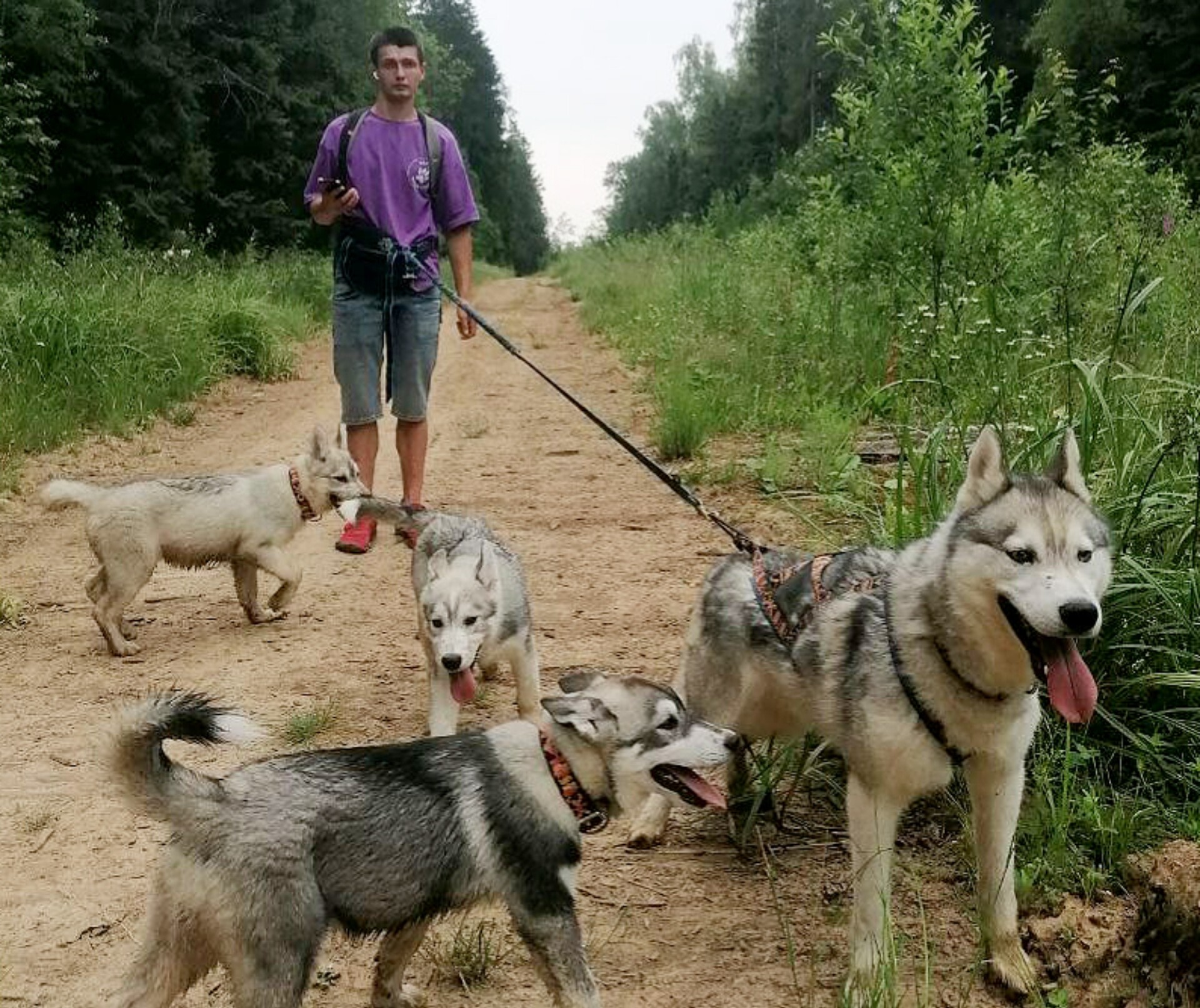 «Хаски Лэнд»
