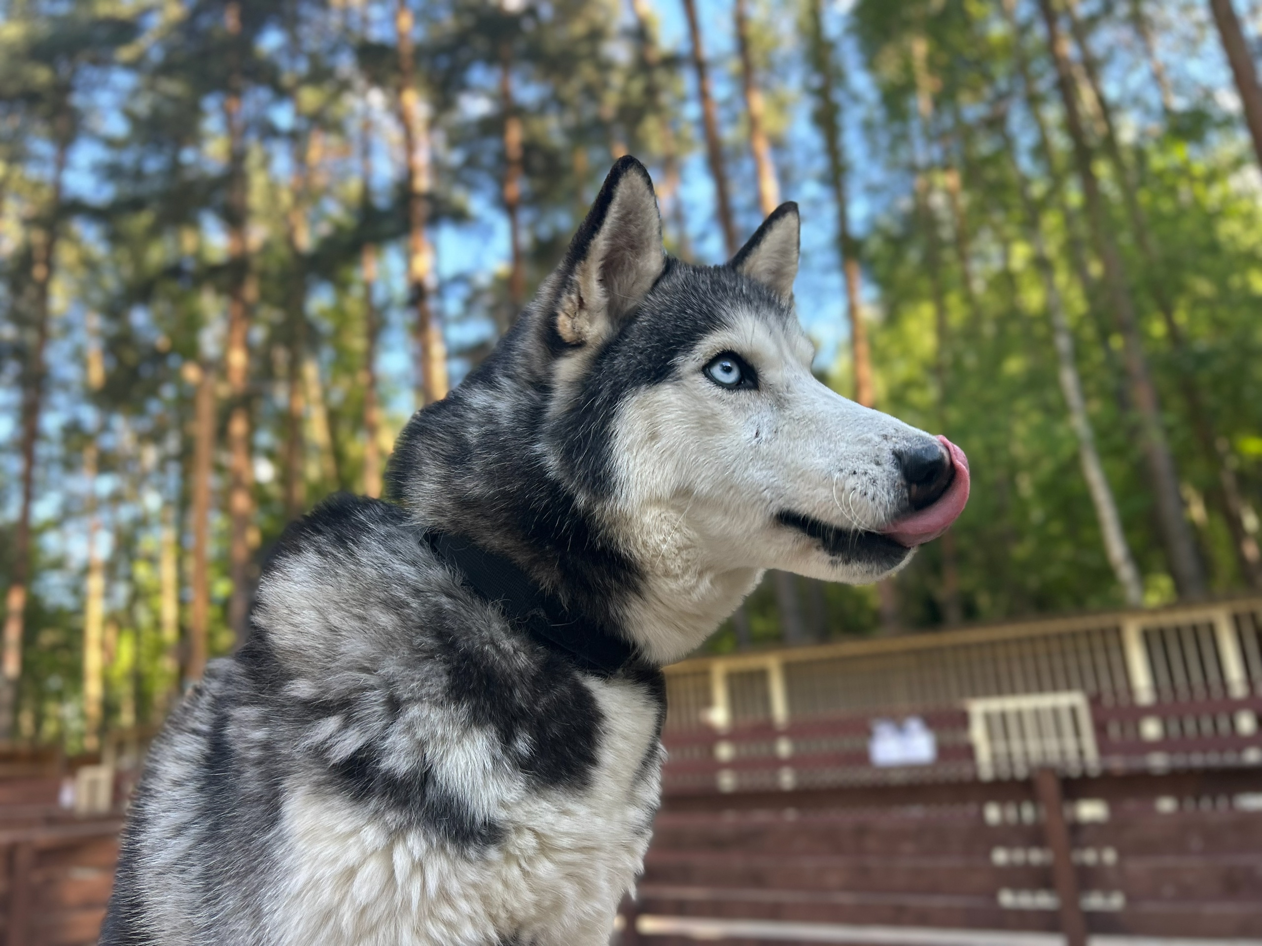 «Гав-гав парк»
