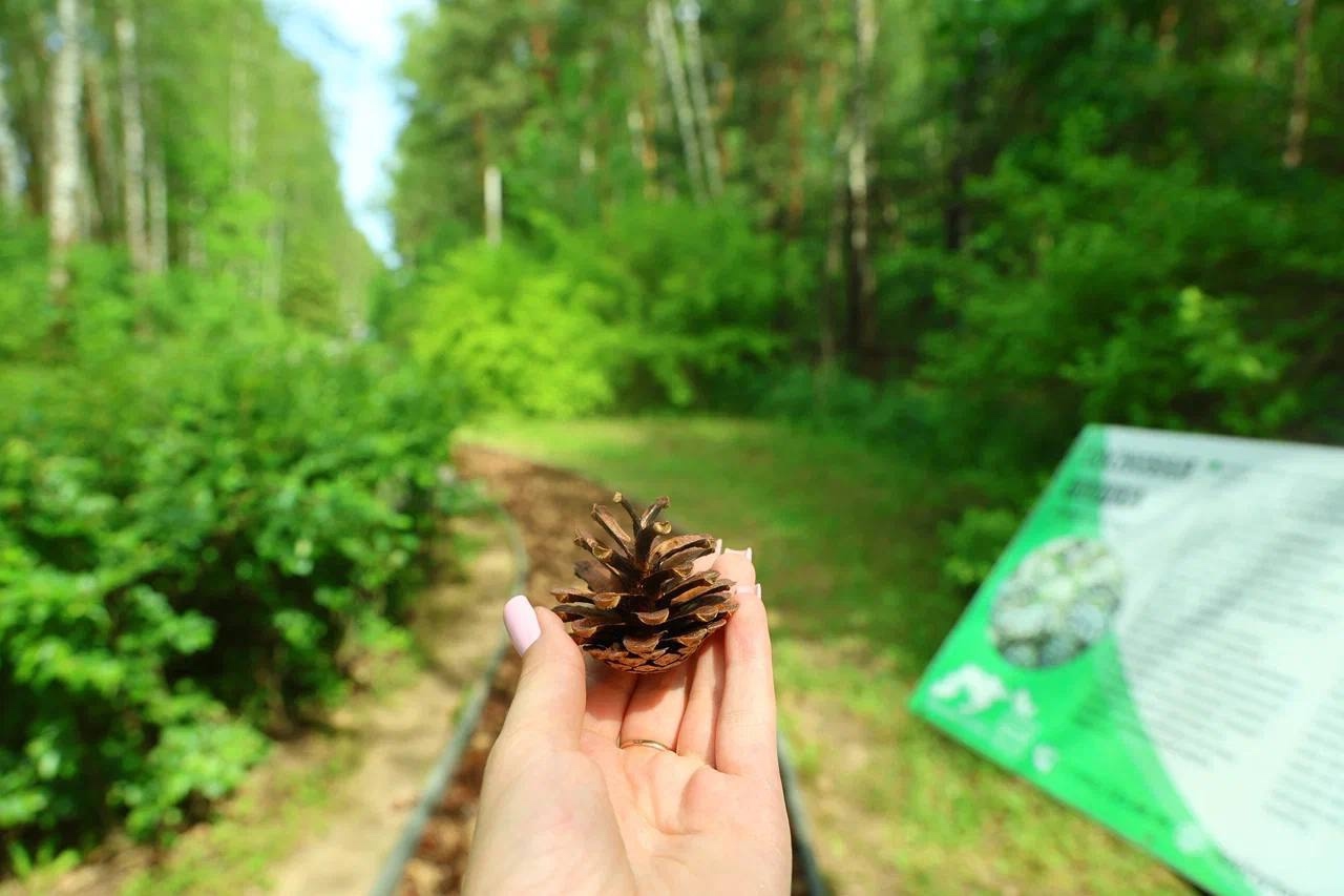 Прогулки по лесу приятны и полезны