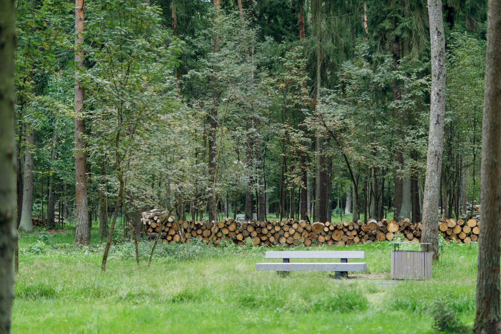 Лесопарк «Шишкин лес»