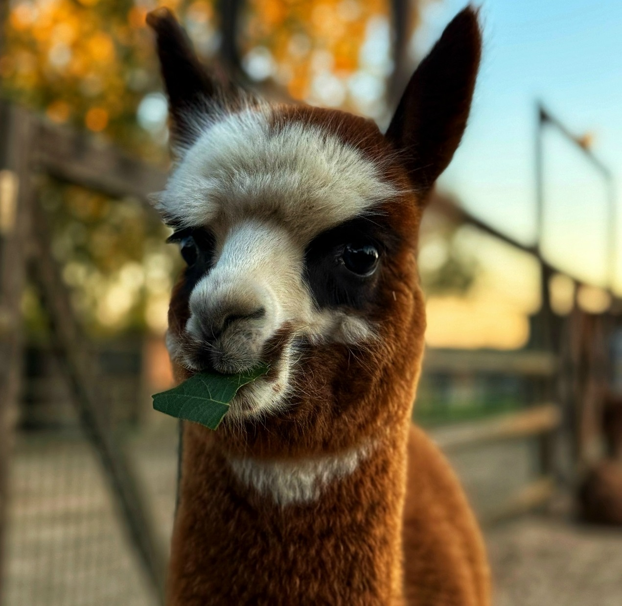 Семейная ферма «Российские альпаки». Фото: https://vk.ru/russian_alpacas