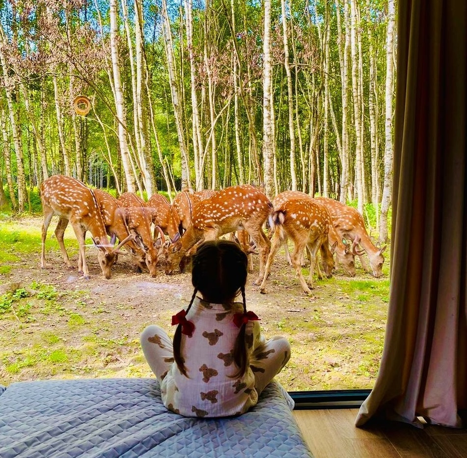 Оленья ферма и экоотель «Бэмби Лэнд». Фото: https://vk.ru/deerfarmbambilend