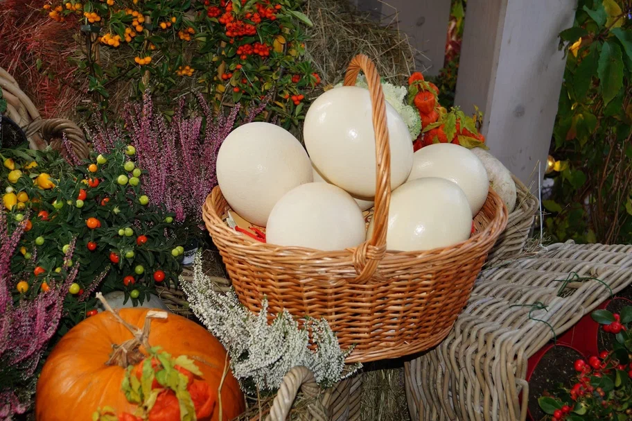 Страусиные яйца на ферме «Русский страус»