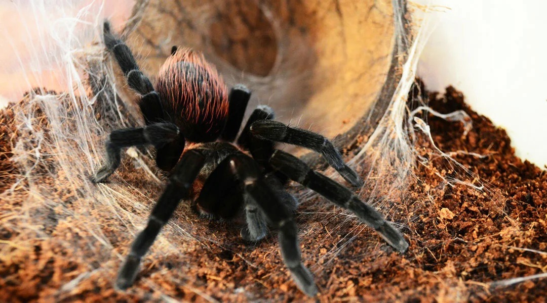 Выставка «Планета пауков»