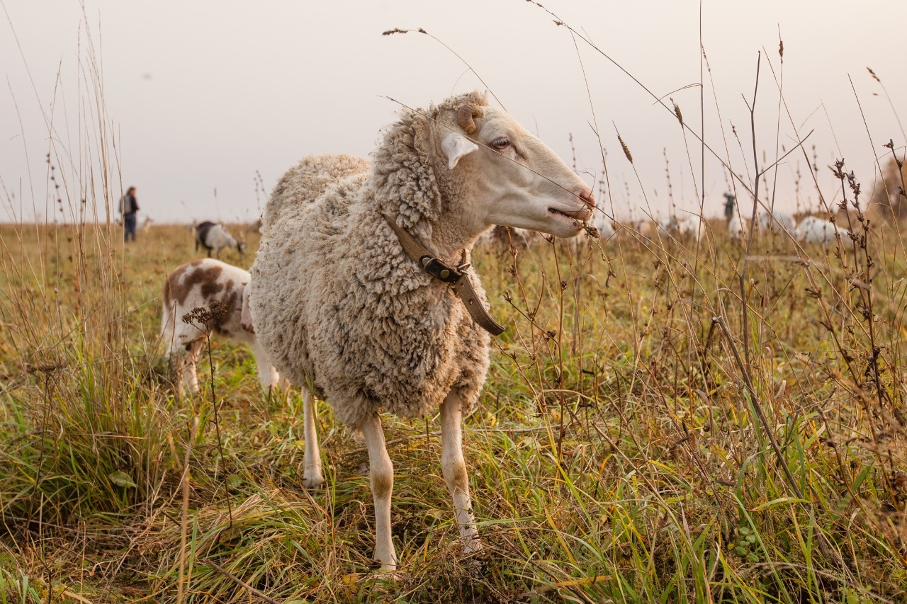 Экоферма «Хутор Метель Спиридоново подворье»