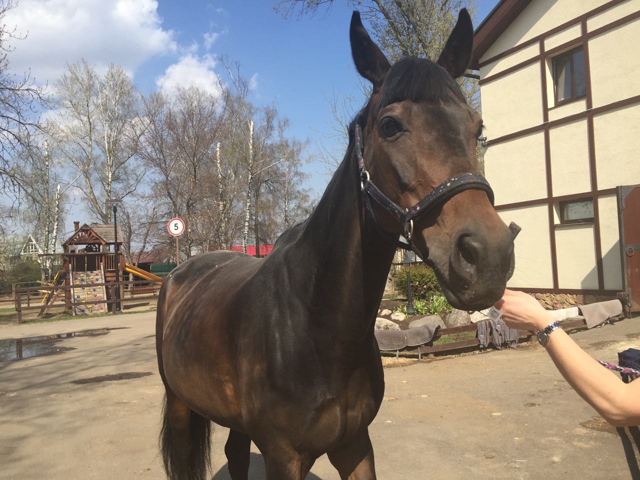 Конноспортивный клуб «Белая дача»