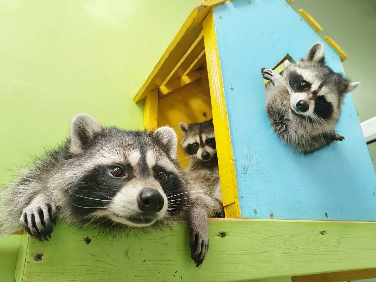 Образовательный и культурно-развивающий центр «Планета енотов»