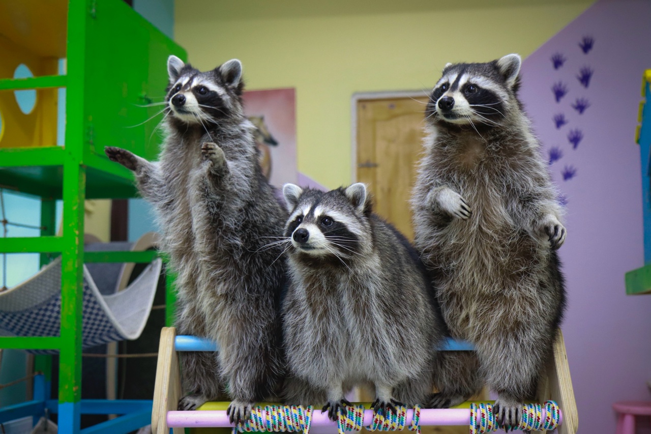 Образовательный и культурно-развивающий центр «Планета енотов»