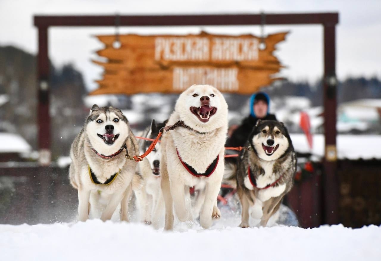Семейный тур по западу Подмосковья: природа, животные и активный отдых