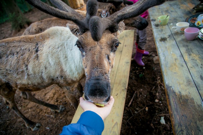 Рассказ о пресноводной гидре Ферма ZooOleni