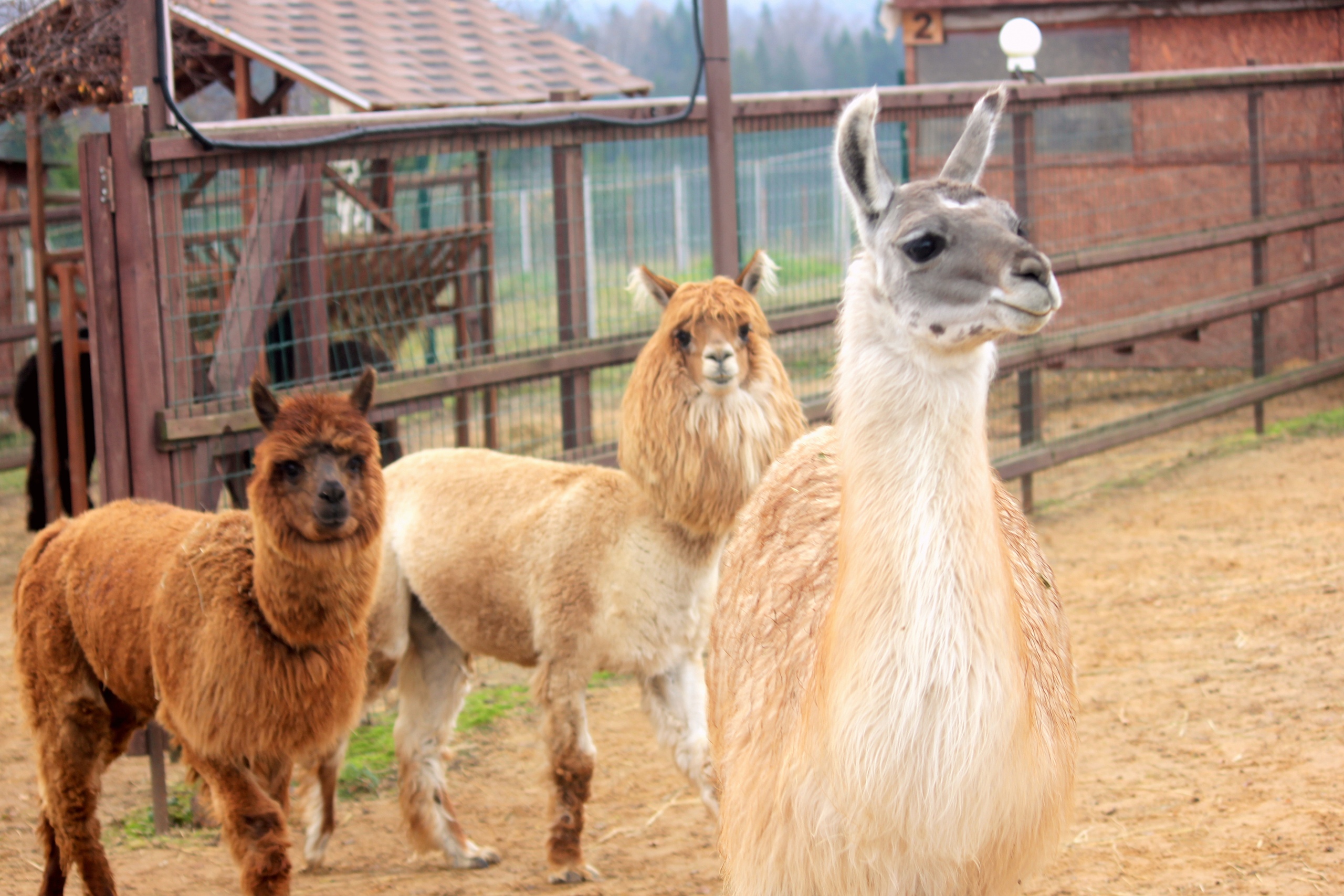 Парк сказок в подмосковье Ферма «Российские альпаки»