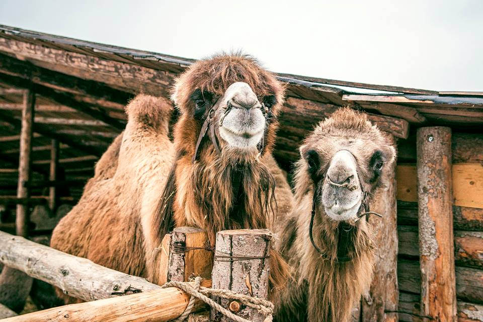 Парк сказок в подмосковье Обитатели Этнопарка «Кочевник»