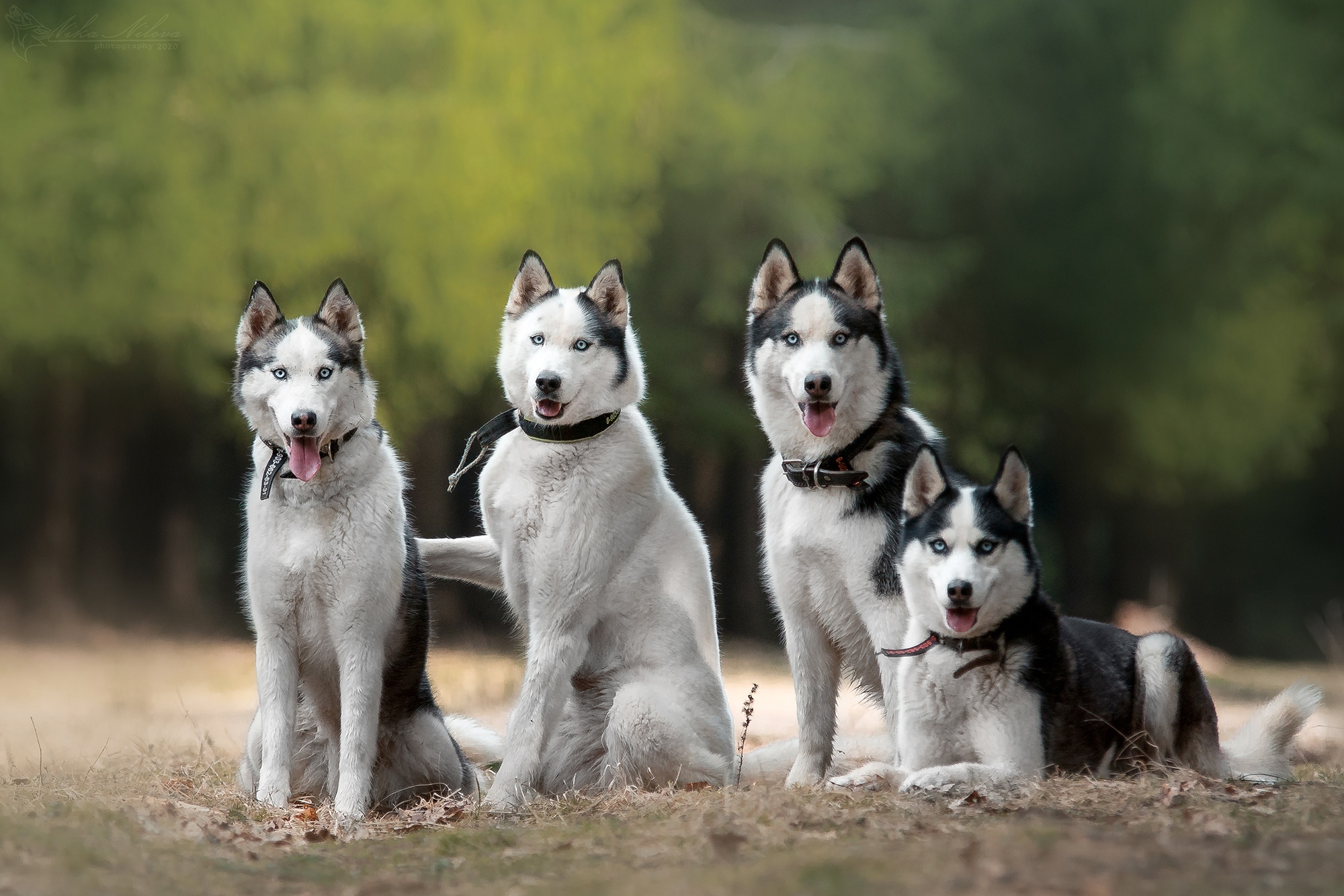 Парк сказок в подмосковье «Дом хаски» в Сергиево-Посадском городском округе