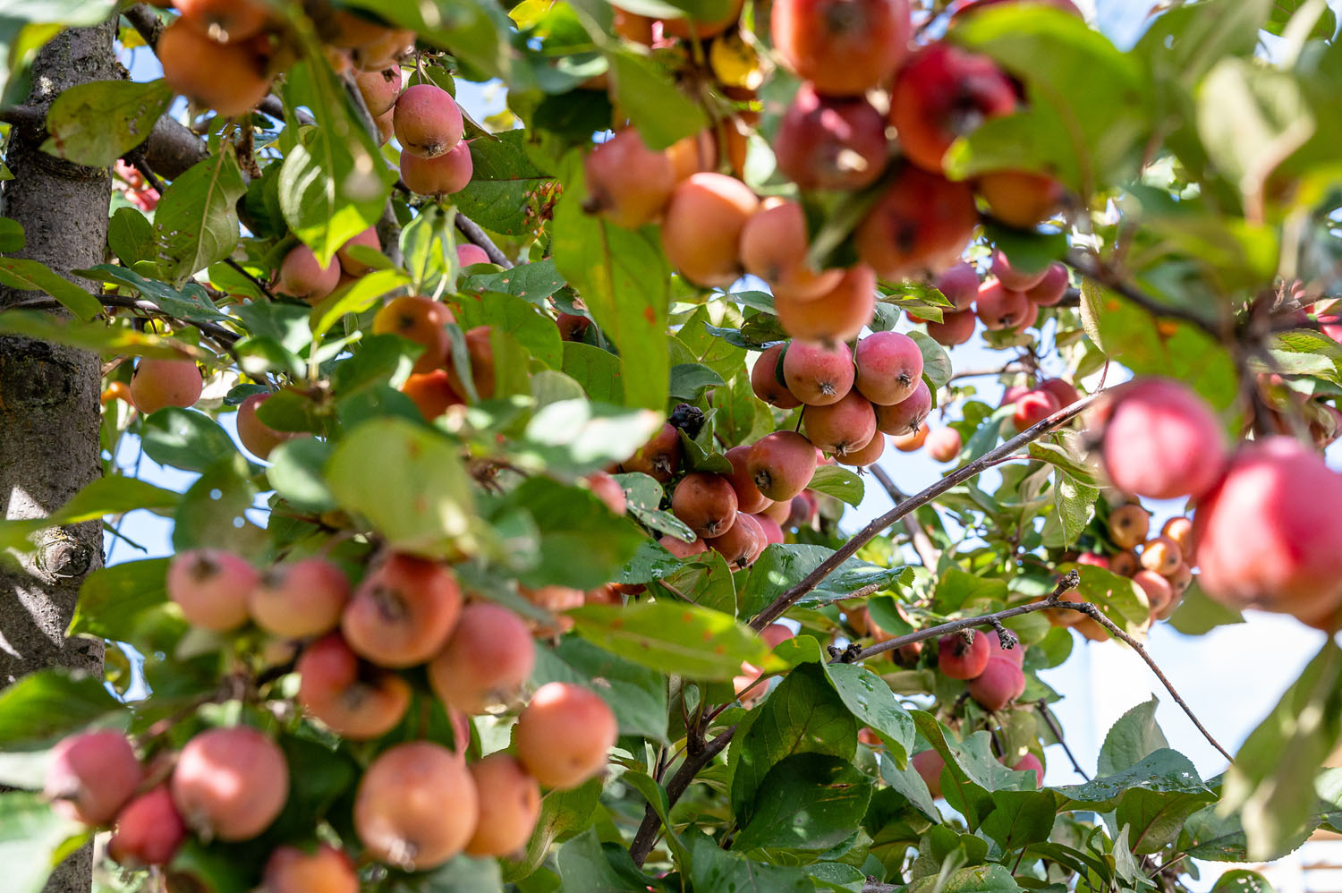 Яблоневый сад в Даровом