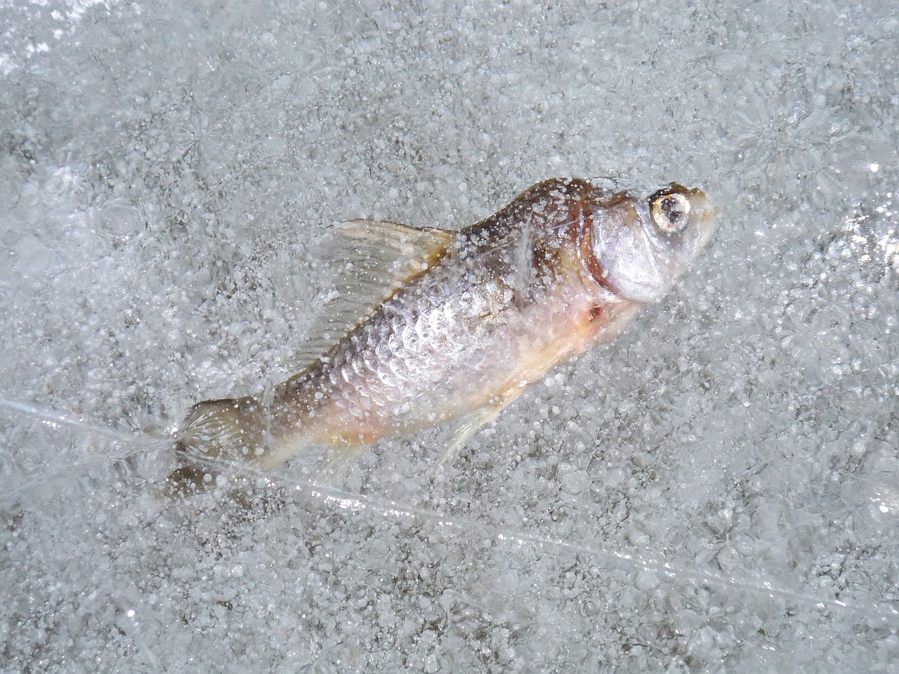Зимняя рыбалка в Подмосковье