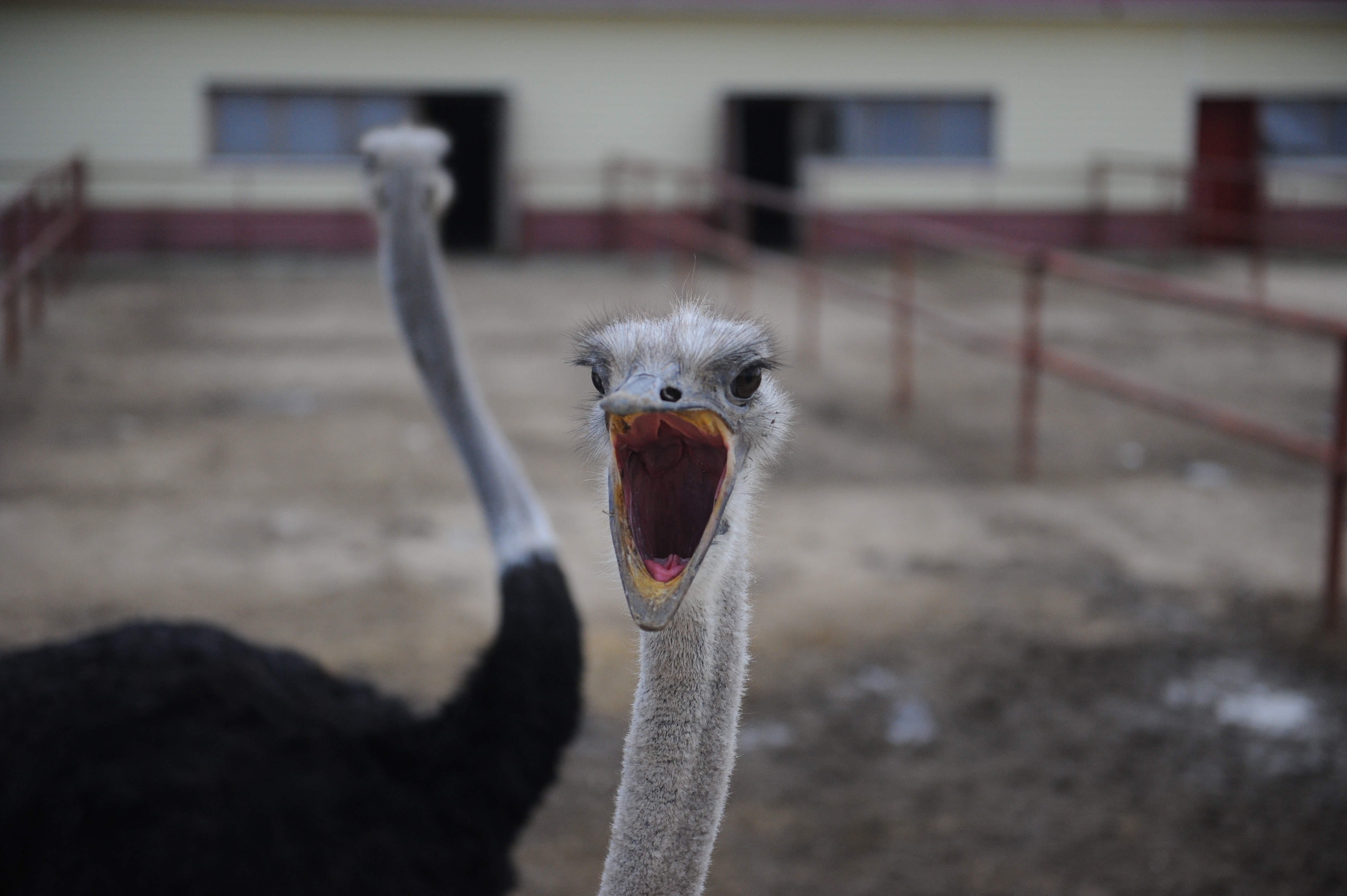 Обитатель фермы «Русский страус»