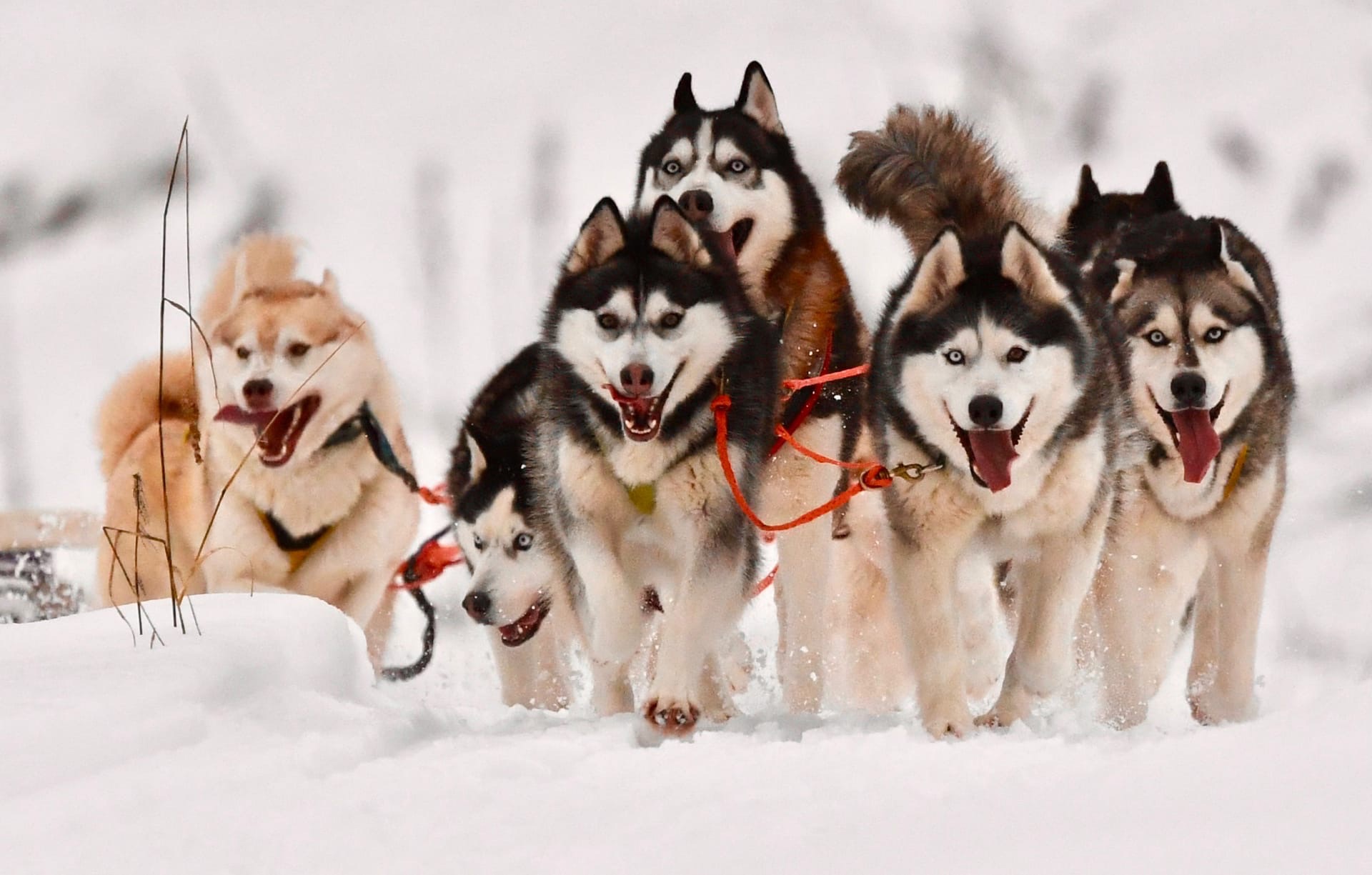 Катание в собачьих упряжках в хаскидеревне «Рузская Аляска» 