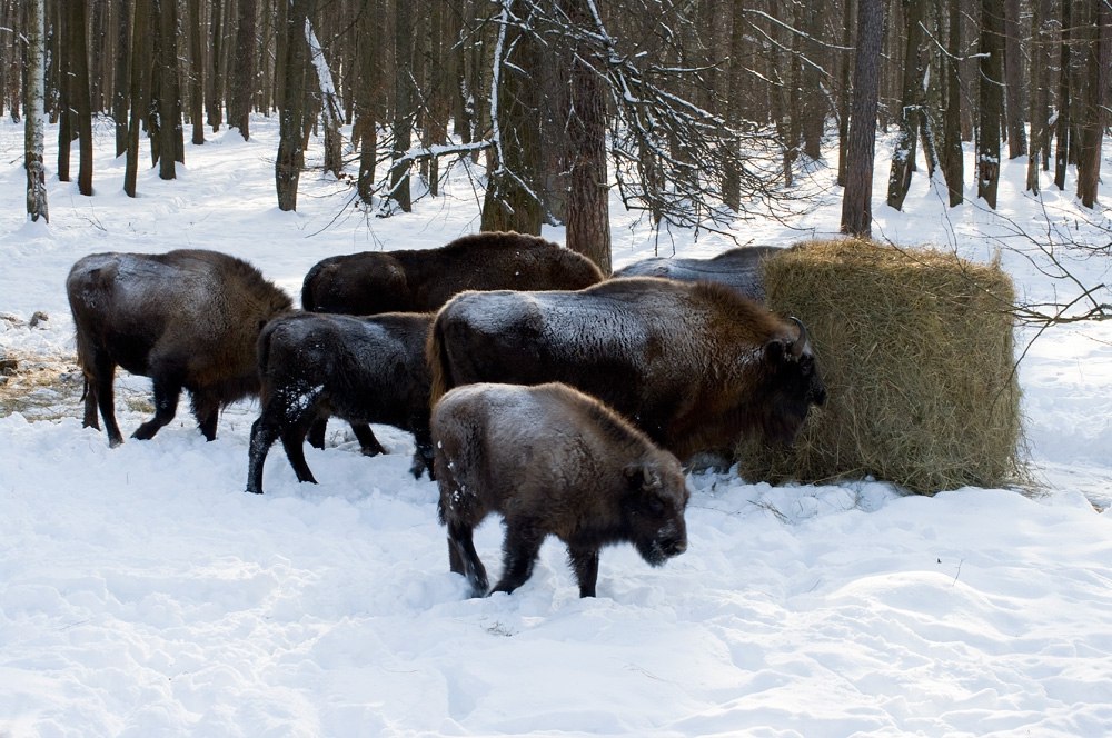 Зубры в Приокско-Террасном заповеднике зимой