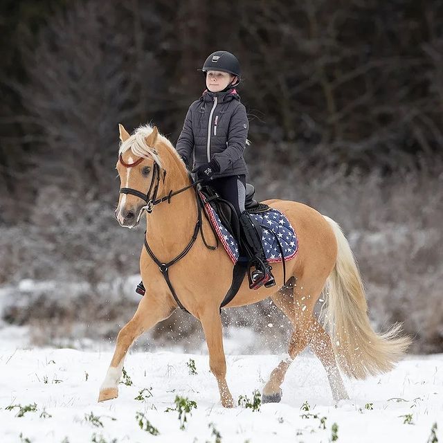 Уроки верховой езды в конно-спортивном клубе «Верона» 