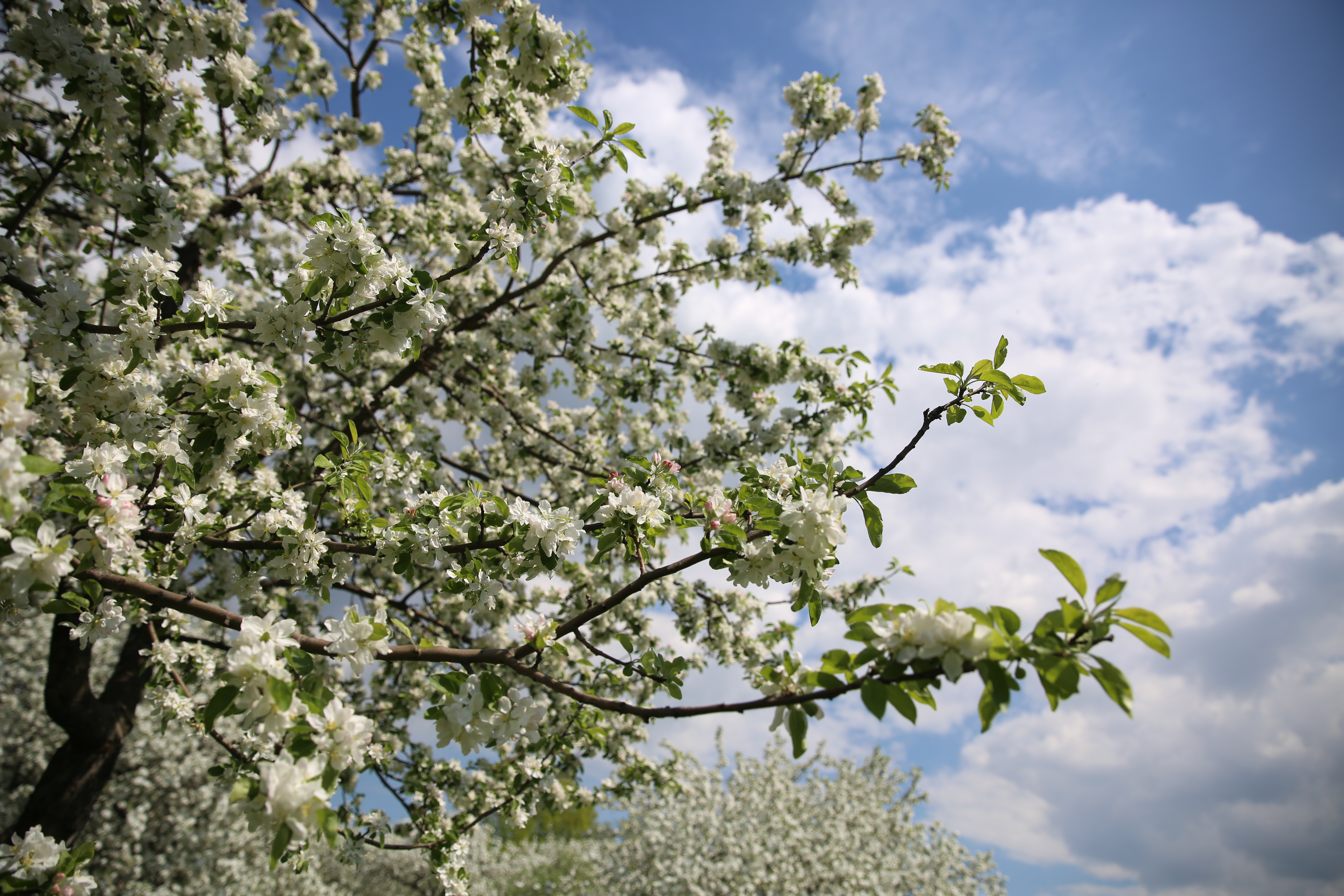 Цветущий яблоневый сад