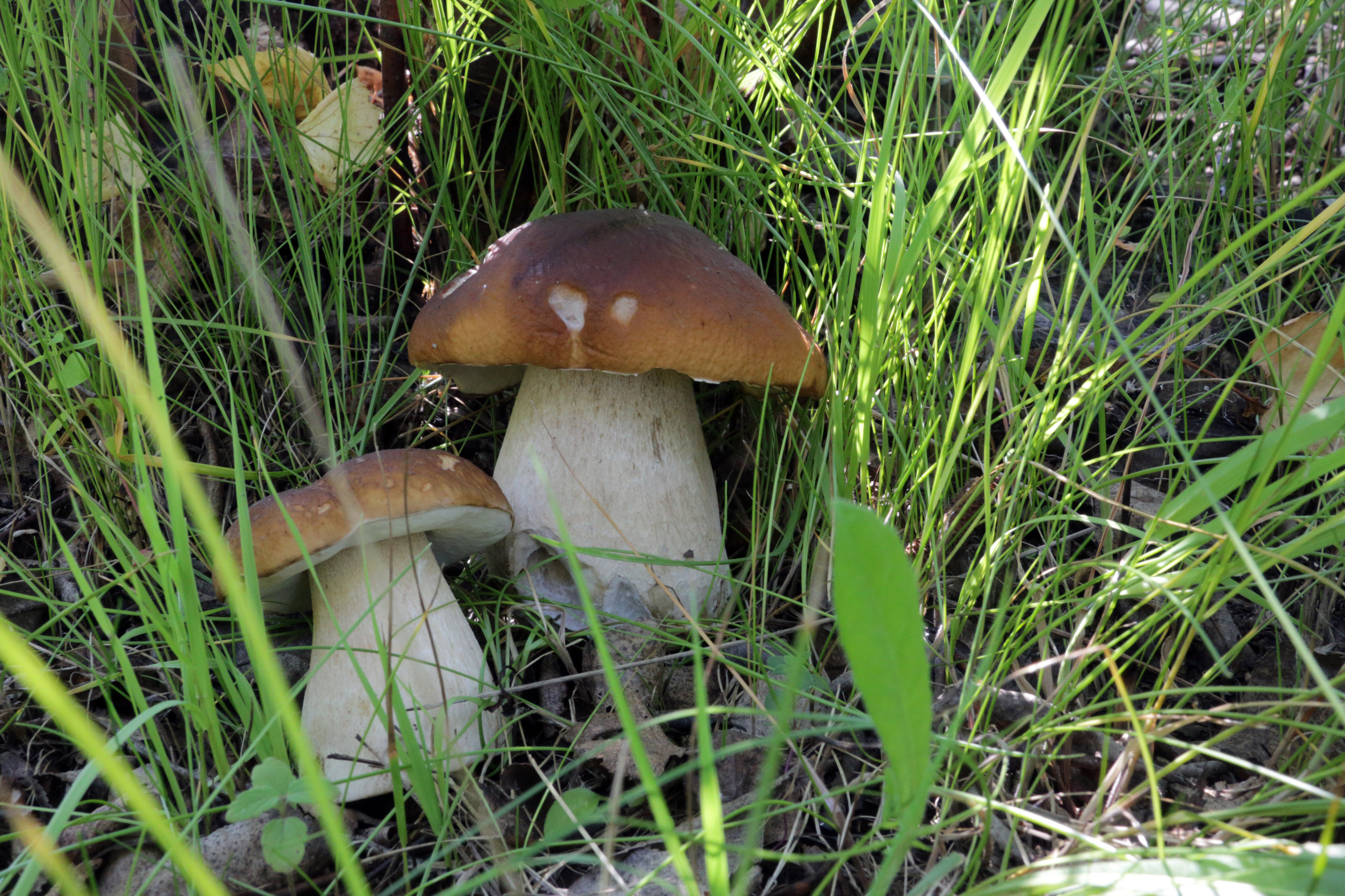 грибы в подмосковье