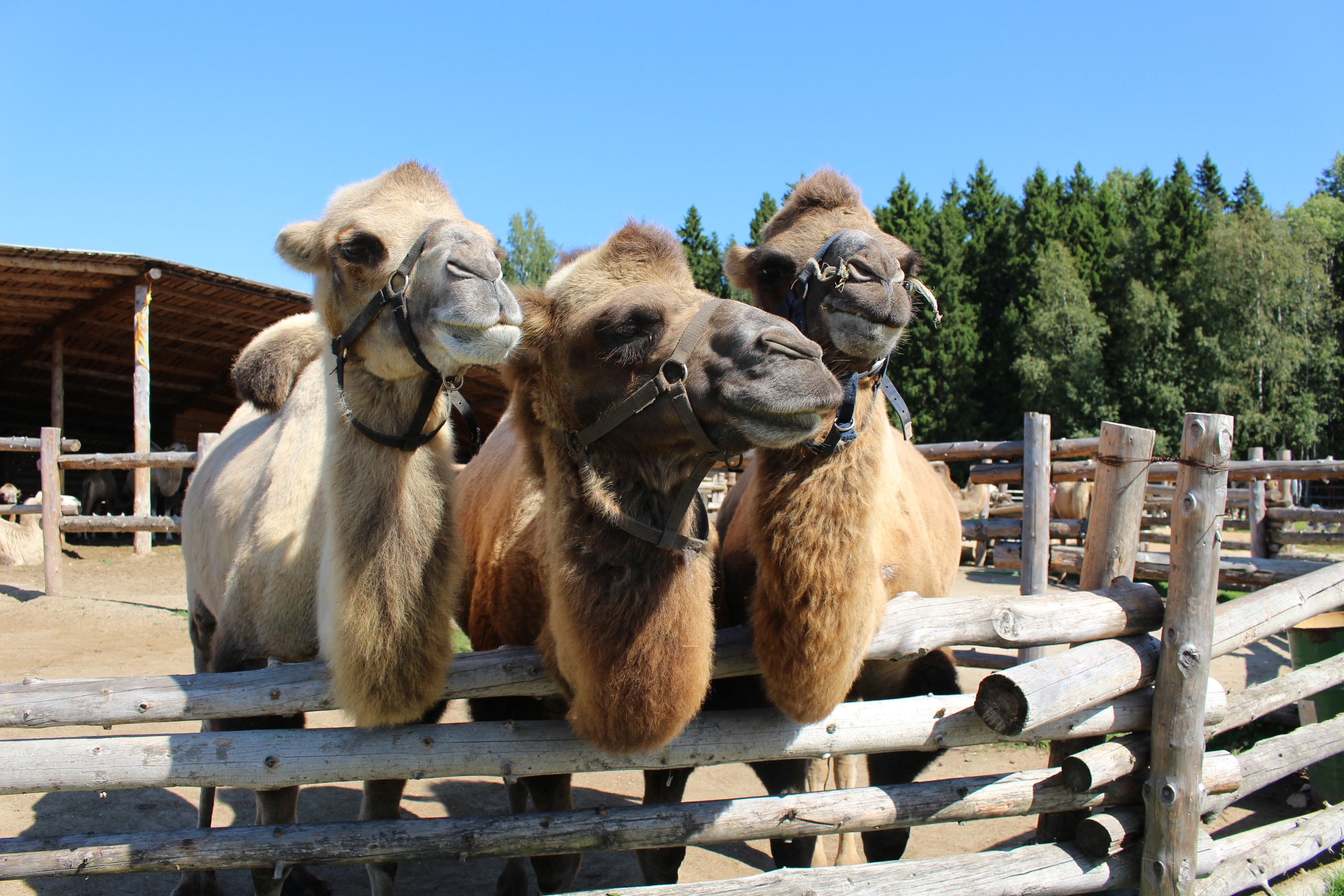 Верблюды в этно-парке «Кочевник»