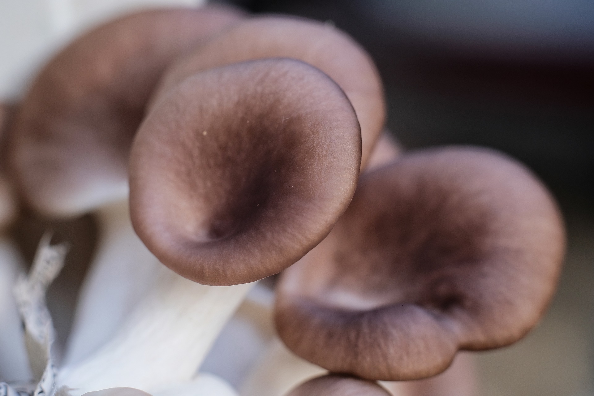 Противораковый эффект грибов